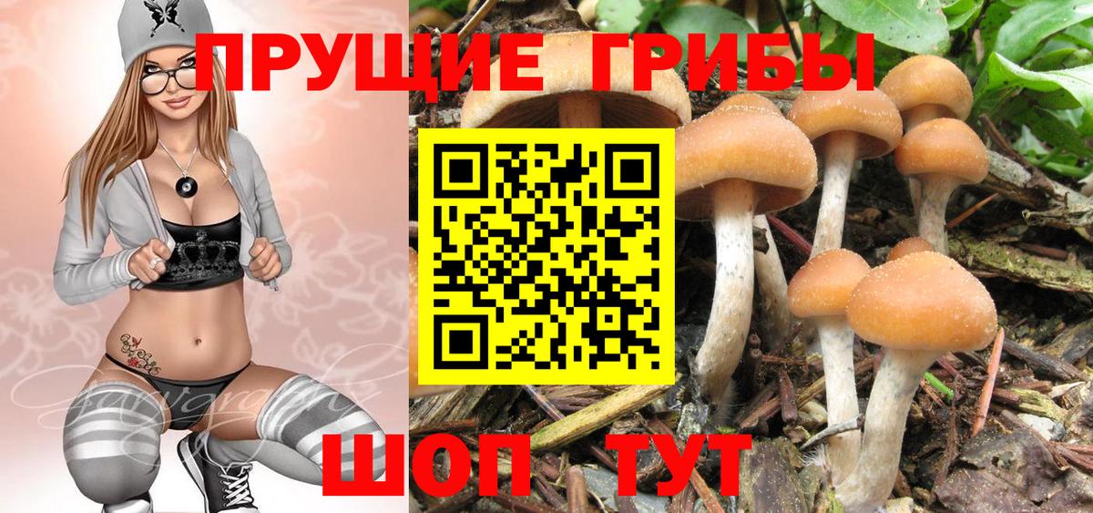 Псилоцибиновые грибы прущие грибы Асино